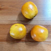 n.3 mandarini frutta finta di alta qualità 