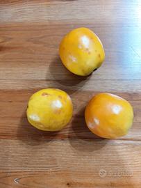 n.3 mandarini frutta finta di alta qualità 