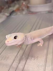 Geco Leopardino
