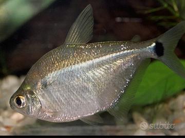 Pesci Tetra argento