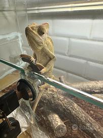 Camaleonti