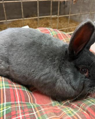 Coniglio blu di Vienna