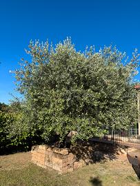 Albero di olivo