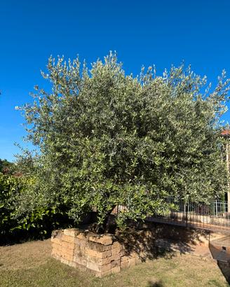 Albero di olivo