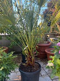 Camerox humilis