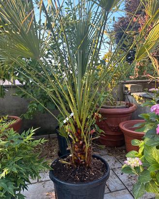 Camerox humilis
