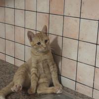 Ares gattino 5 mesi