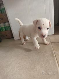 Cuccioli di jack Russel