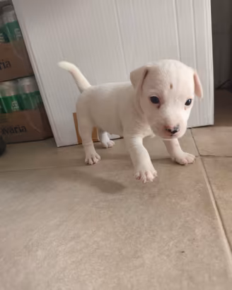 Cuccioli di jack Russel