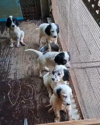 Cuccioli setter inglese 50gg