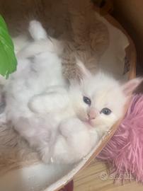 Maine coon maschio, prezzo speciale