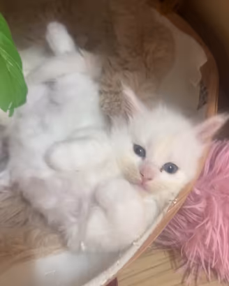 Maine coon maschio, prezzo speciale