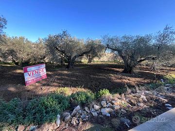 Terreno Residenziale San Severo