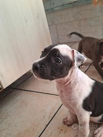 7 cuccioli pitt/amstaff