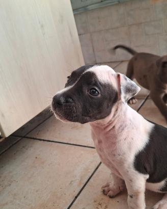 7 cuccioli pitt/amstaff