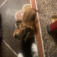 Cane ritira oggi Cornigliano a 3 mesi