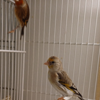 Ibridi di cardellino