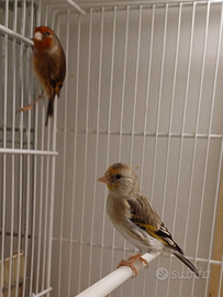 Ibridi di cardellino