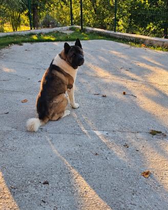 Akita americano per monte