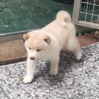 I cuccioli di shiba