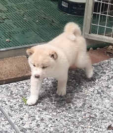 I cuccioli di shiba