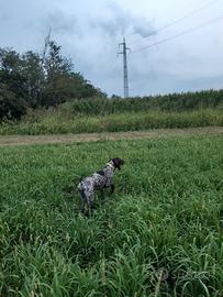 Cane da caccia