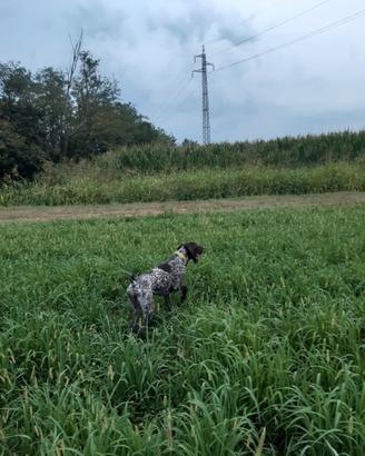Cane da caccia