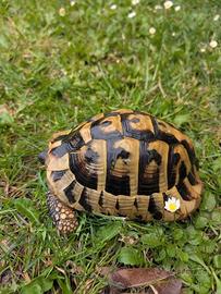 Tartarughe