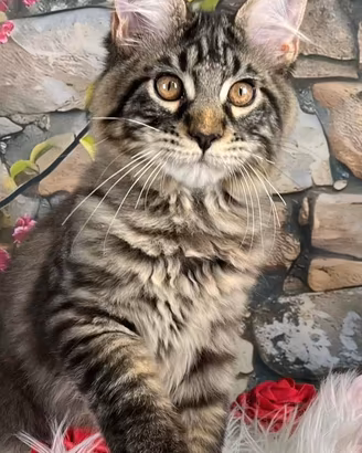 Maine Coon