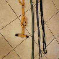 Pettorina e guinzagli