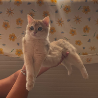 Gattini scottish straight