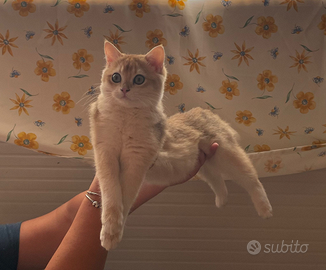 Gattini scottish straight