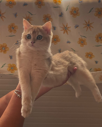 Gattini scottish straight