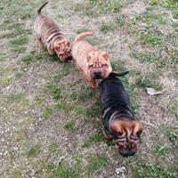 Cuccioli di Sharpei