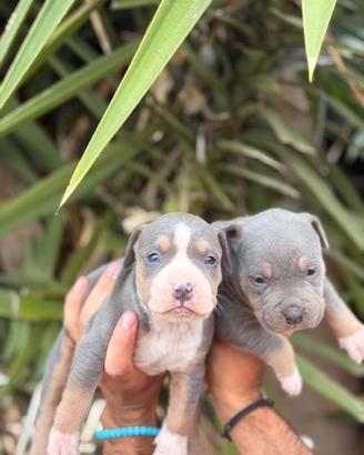 american Pitbull 