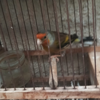 Ibrido