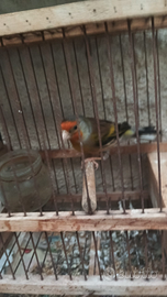 Ibrido