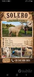 Pony falabella