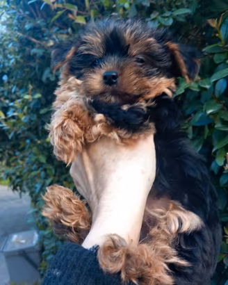 Yorkshire terrier taglia piccola