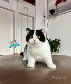 Scottish Straught Fold e British Shorthair