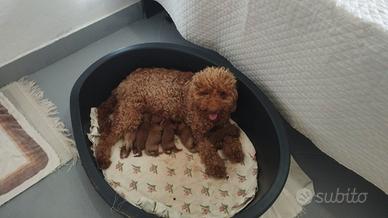 Cuccioli di Barboncino 