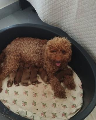 Cuccioli di Barboncino 