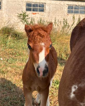 Mini Horse
