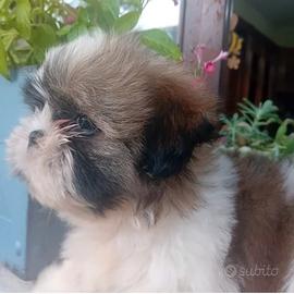 cuccioli di shitzu 