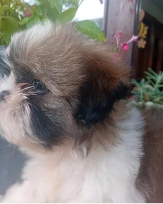 cuccioli di shitzu 