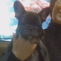 Bouledogue francese