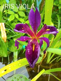 IRIS VIOLA 🪷🪷