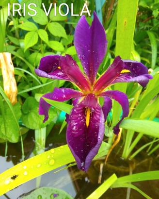 IRIS VIOLA 🪷🪷