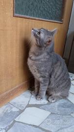 Gatto 2 anni amorevole