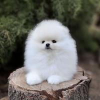 Spitz nano di Pomerania